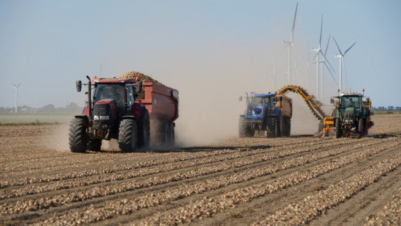 Oogst van uien, akkerbouw