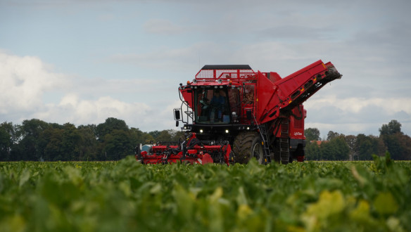 Bietenoogst op het land, waarbij suikerbieten worden geoogst.