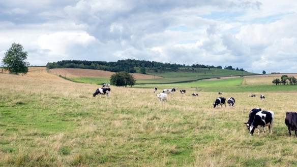 belgie Ardennen