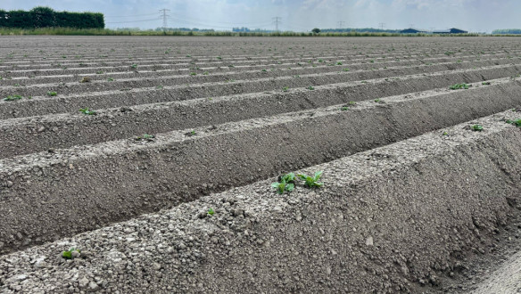 Aardappelperceel. Boerenbusiness Gewastour 2023