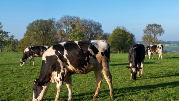 Koeien grazen bij melkveehouderij