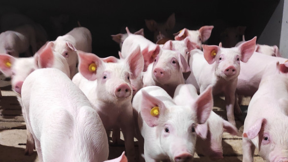 Biggen in de veehouderij, gehuisvest in een stalomgeving.