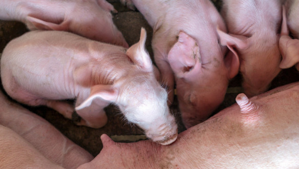 Biggen in de veehouderij, gehuisvest in een stalomgeving.