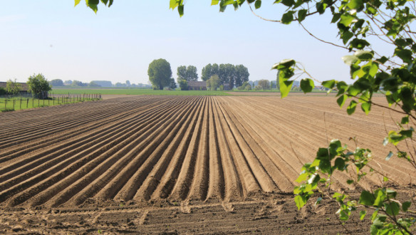 Ruggen in een Nederlands landschap in het voorjaar, waar recent aardappelen zijn gepoot.