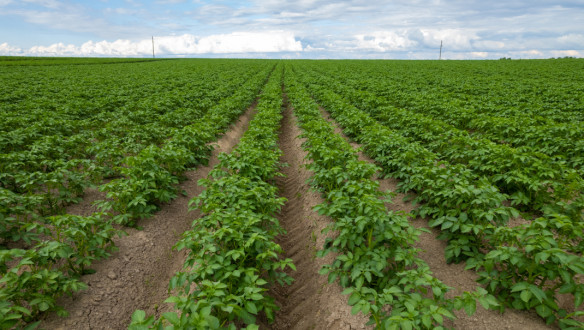 Aardappelperceel met groeiende aardappelplanten in rijen op het akkerland.
