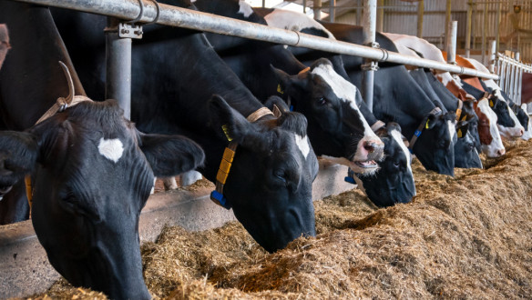 Melkkoeien staan aan het voerhek en eten ruwvoer in de stal.
