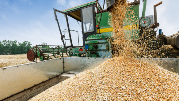 Tarweoogst op het land, waarbij het rijpe tarwe wordt geoogst.