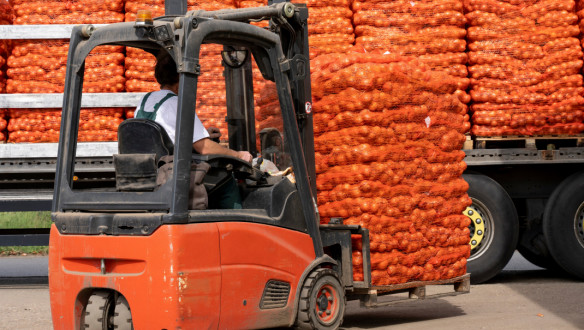 Export van uien verpakt in zakken, gereed voor transport naar het buitenland.