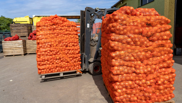 Export van uien verpakt in zakken, gereed voor transport naar het buitenland.