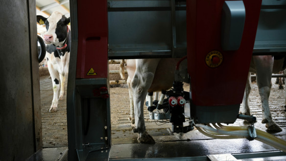 Koe in een melkrobot die automatisch wordt gemolken.