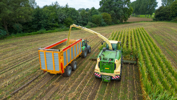 Hakselaar oogst snijmaïs voor ruwvoerwinning