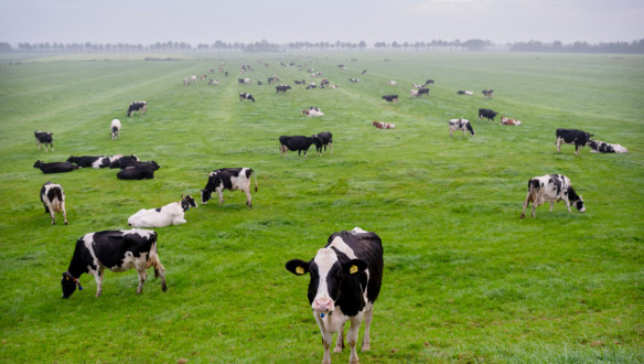 Melkkoeien grazen op grasland, Nederlands melkveebedrijf