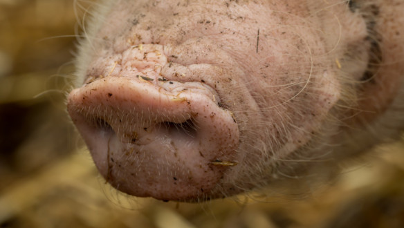 Close-up van een varkenssnuit.