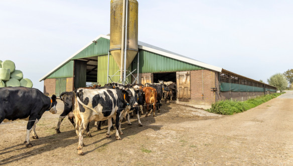 Koeien lopen de stal in bij een melkveehouderij