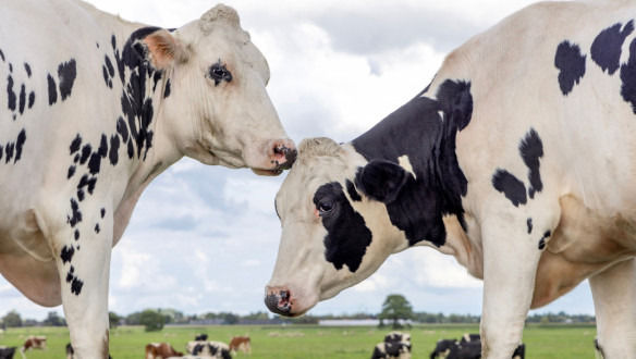 Melkkoeien grazen in de wei bij melkveehouderij