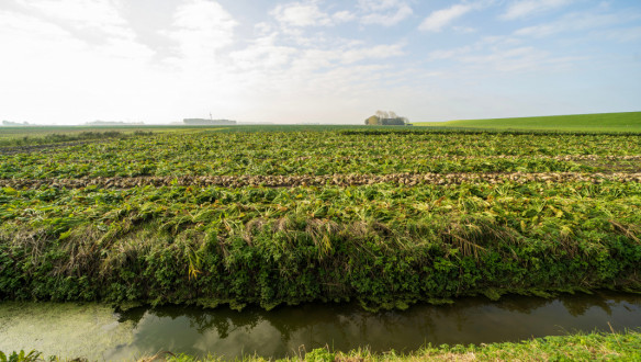 Agrarische percelen in Noord-Oost Friesland, Nederland