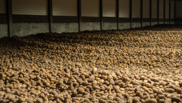 Aardappelen opgeslagen in een bewaarschuur