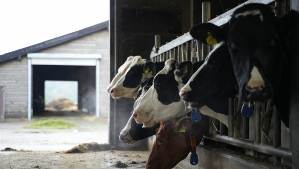 Koeien eten aan het voerhek in een melkveehouderij