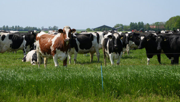 Melkkoeien grazen op grasland, Nederlands melkveebedrijf