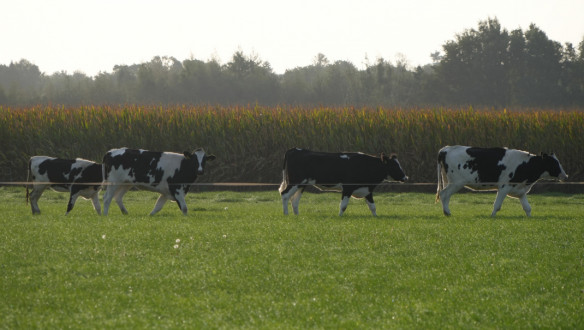 Melkkoeien grazen op grasland, Nederlands melkveebedrijf