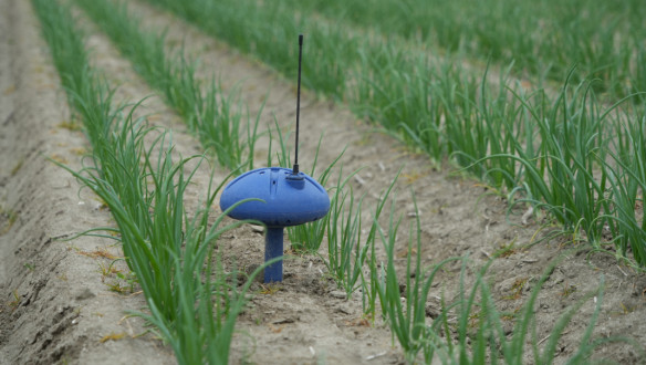 Uien groeien op een akkerbouwperceel