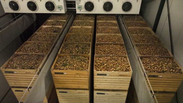 Uien in bewaring op een akkerbouwbedrijf