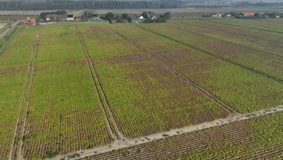 Luchtfoto van een aardappelperceel met duidelijk zichtbare teeltrijen op het akkerland.