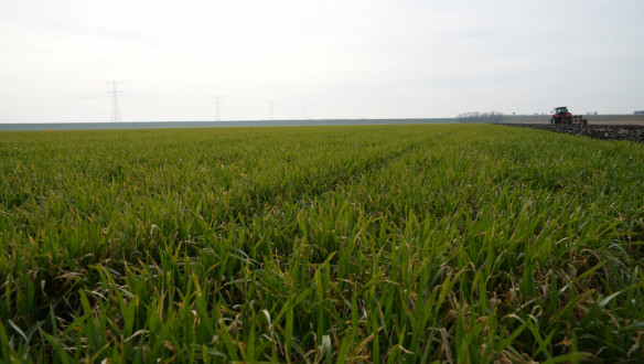 Veld met wintertarwe in het groeiseizoen.