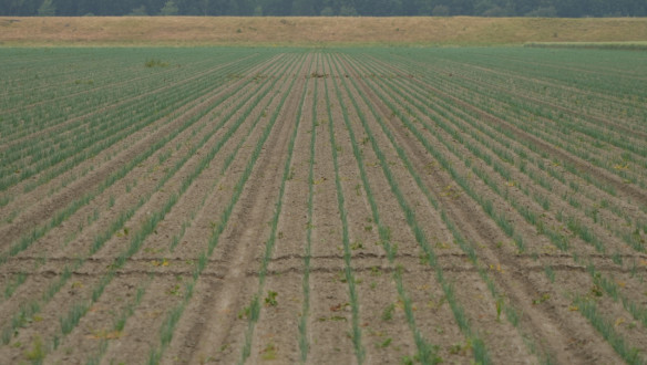 Rijen jonge uienplanten op een akkerbouwperceel