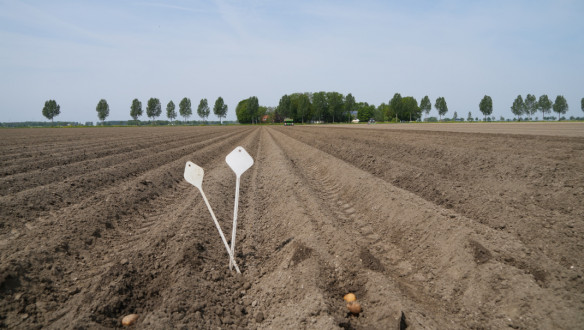 Aardappelen poten op het land met landbouwmachines.