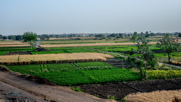 Tarweveld in Egypte