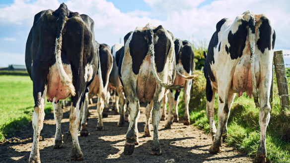 Herd of dairy cows walking towards the pasture on a dairy farm