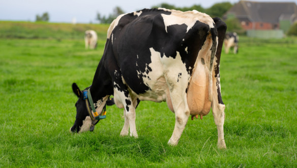 Nederlandse melkkoe graast in een groen weiland, traditionele melkveehouderij in Nederland