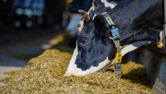 Koeien vreten in de stal, veevoer melkveehouderij