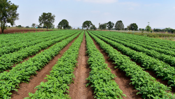 Aardappelteelt op een akkerbouwbedrijf