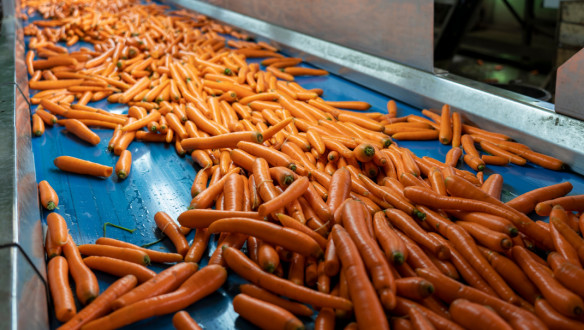 Gewassen peen op een transportband, verwerking van verse producten
