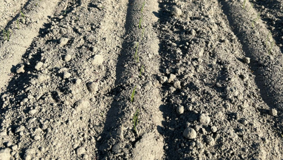 Opkomst van uien op akkerbouwperceel