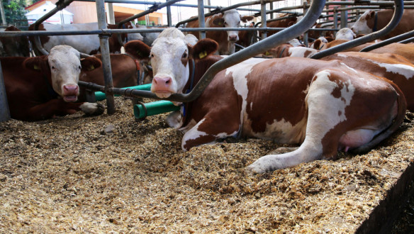 Koeien rustend op ligbedden in een stal