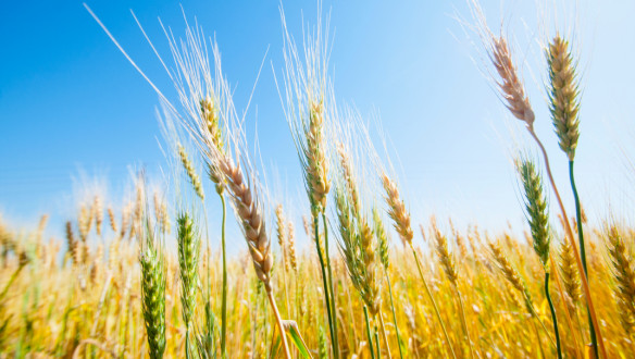 Gouden tarwe in Kansas onder een blauwe lucht, klaar voor de oogst