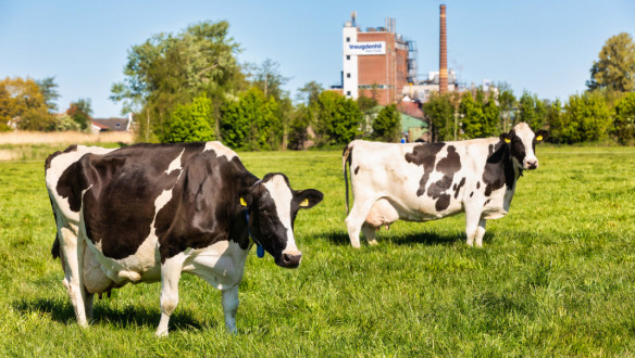 Koeien grazen voor locatie Vreugdenhil Dairy Foods, Nederlands zuivelverwerkingsbedrijf