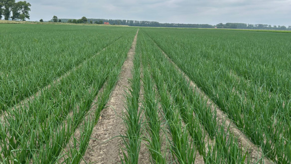 Uien groeien op een veld in Nederland, akkerbouwgewas