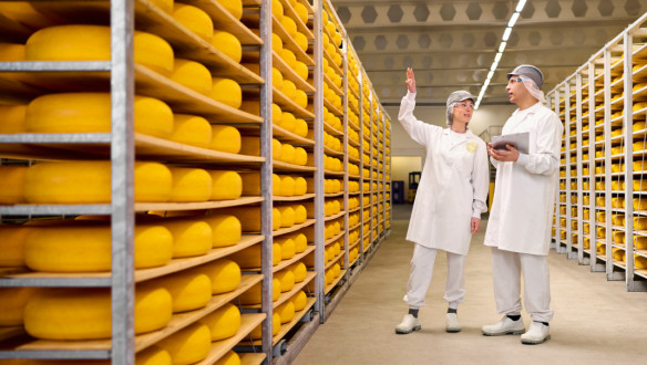 Nederlandse kaasmakerij met rijen gele kazen en medewerkers in witte jassen