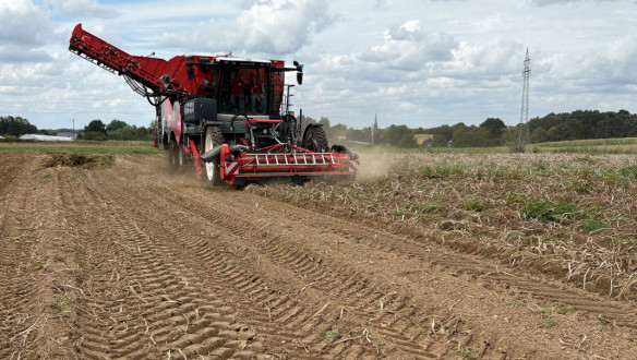 Aardappel rooien op de Weuthen Kartoffeltag 2025