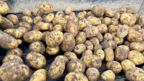 Aardappelen uit de klei