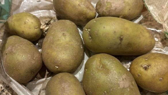 Groene aardappelen in supermarkt