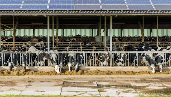 Melkkoeien die eten in een open stal, met zonnepanelen op het dak die duurzame energie opwekken.