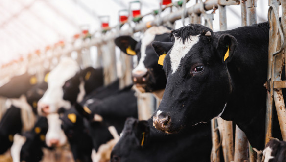 Holstein koe aan het voerhek