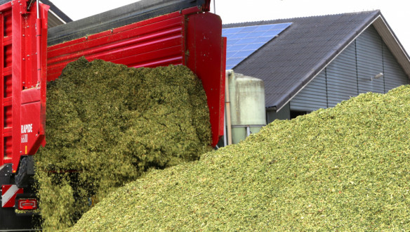 Rode silagewagen stort gehakselde maïs in een grote kuilbult op een erf met stal en zonnepanelen op het dak.