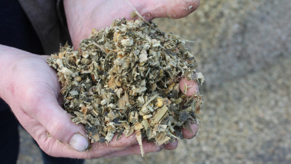 Handen houden een handvol gehakseld ruwvoer (maïs- en grasdeeltjes) vast op een erf.