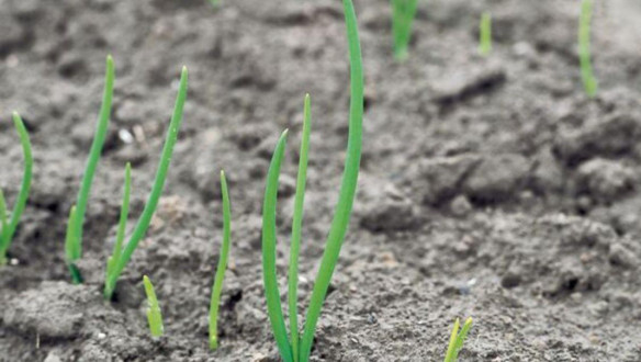 Jonge groene uienplantjes die net uit droge, bruine grond opkomen.